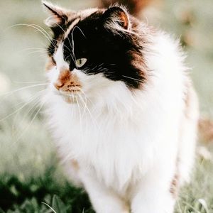 Meet your Posher, Kalliope